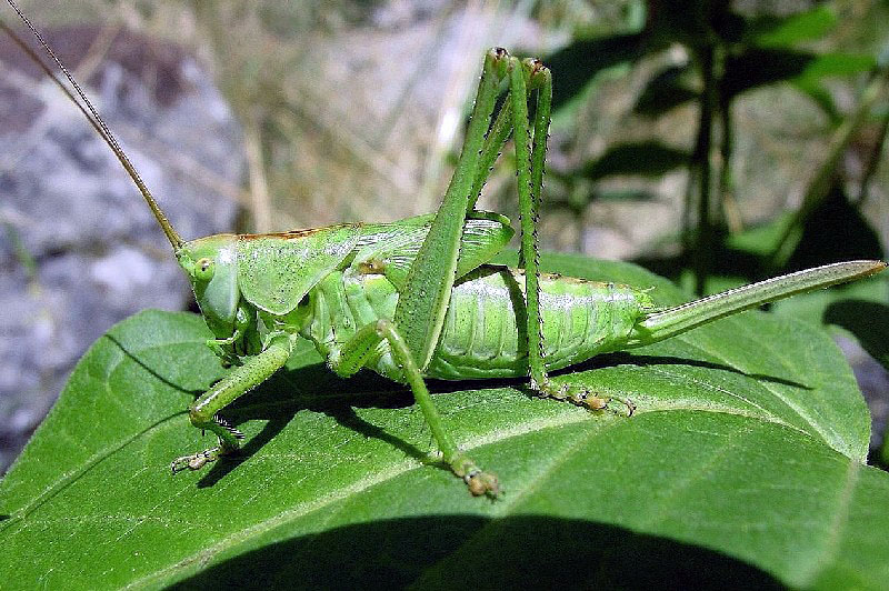 Kisella irena, Mantis religiosa, Barbitistes sp.,Tettigonia viridissima